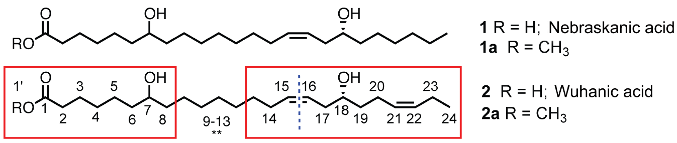 武汉脂肪酸和内布拉斯加脂肪酸的分子结构
